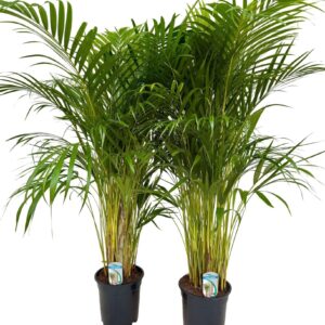 Chrysalidocarpus Dypsis lutescens P24 H150 DYPSLUT24H150
(1 Plants/Order)(24cmP 150cmH)