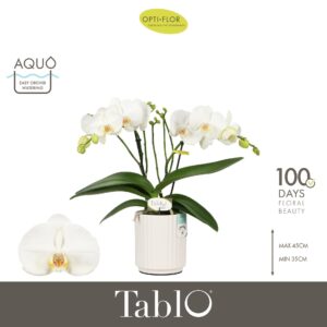 Phalaenopsis white more Ripsen Tablo Martini 2 spike in Molise White Aquo
(6 Plants/Order)(12cmP 40cmH)