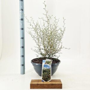 Sophora Little Baby prostata
(1 Plants/Order)(33cmP 65cmH)