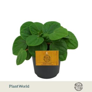 Peperomia Rana Verde 10,5cm
(10 Plants/Order)(10.5cmP 15cmH)