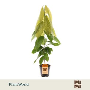 Indoor plants Cacao Theobrama
(4 Plants/Order)(19cmP 60cmH)