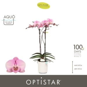 Phalaenopsis other pink (enkele ta Optistar Madonna 2 spike in Molise White Aquo
(6 Plants/Order)(12cmP 60cmH)