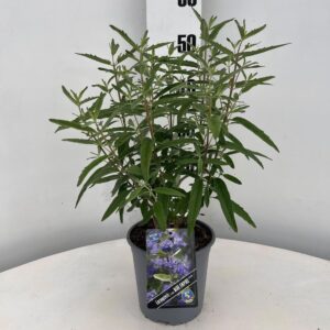 Caryopteris x clandonensis Blue Empire ('Elst33'PBR)
(1 Plants/Order)(17cmP 50cmH)