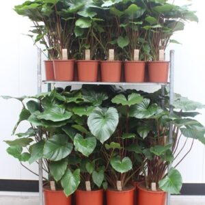 Homalomena Maggy Mixkar rubescens Pot 24-34cm
(22 Plants/Order)(24cmP 130cmH)