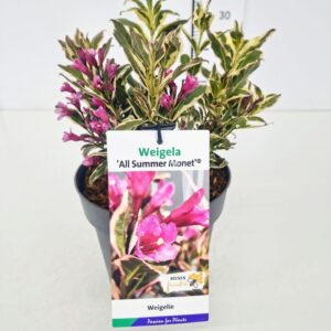 Weigela other All Summer Monet' 30-40C5
(1 Plants/Order)(19cmP 30cmH)