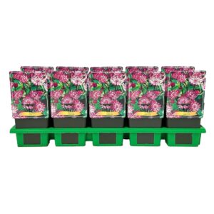 Astrantia major Pink P11
(10 Plants/Order)(11cmP 25cmH)