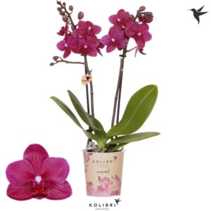 Phalaenopsis Multifloratypes other Brasil 2 spike
(12 Plants/Order)(9cmP 40cmH)