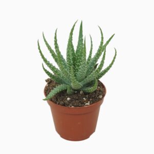 Aloe humilis 8,5 cm
(12 Plants/Order)(8.5cmP 10cmH)