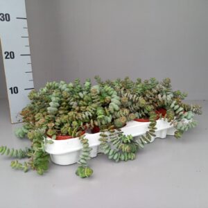 Crassula marnieriana hottentot special mini
(12 Plants/Order)(9cmP 12cmH)