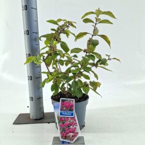 Callicarpa bodinieri Profusion
(1 Plants/Order)(17cmP 45cmH)