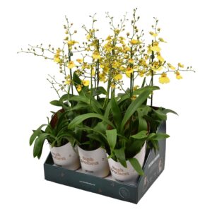 Oncidium Münsterland Stern 1 spike 12 cm in Bush Brothers showdoos met potcover
(6 Plants/Order)(12cmP 55cmH)