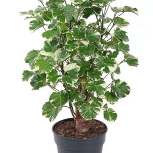 Polyscias Balfourii Balfouriana busch P19
(1 Plants/Order)(19cmP 70cmH)