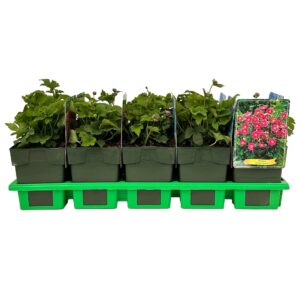 Anemone Pamina P11
(10 Plants/Order)(11cmP 25cmH)