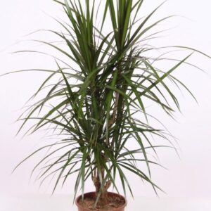 Dracaena marginata
(1 Plants/Order)(24cmP 120cmH)