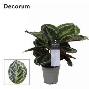 Calathea Medallion Medaillon
(6 Plants/Order)(12cmP 30cmH)