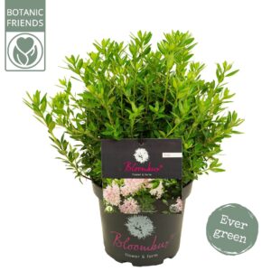 Rhododendron mix Bloombux' Pink
(1 Plants/Order)(23cmP 50cmH)