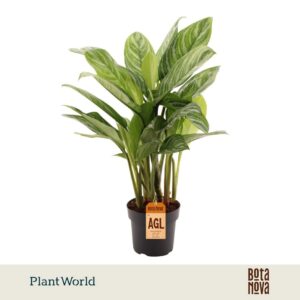 Aglaonema Stripes
(3 Plants/Order)(21cmP 70cmH)