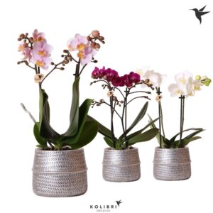 Phalaenopsis mixed 2 spike in Groove Pot silver
(6 Plants/Order)(9cmP 40cmH)