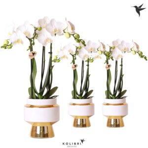 Phalaenopsis Multiflora white 3 spike in Le Chic Pot gold
(6 Plants/Order)(9cmP 40cmH)