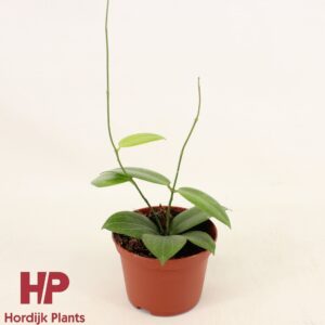 Hoya Hoya fitchii P9
(12 Plants/Order)(9cmP 20cmH)