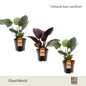 Philodendron Imperial Green Red
(5 Plants/Order)(19cmP 60cmH)