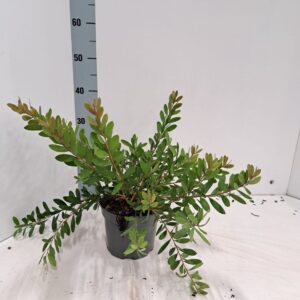 Callistemon citrinus Splen viminalis HOT PINK ('Kko1'PBR)
(1 Plants/Order)(17cmP 35cmH)