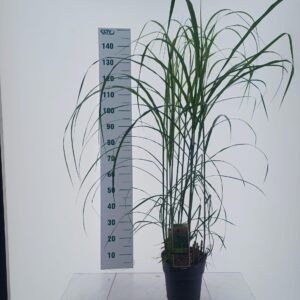Miscanthus sinensis Malepartus
(1 Plants/Order)(23cmP 150cmH)