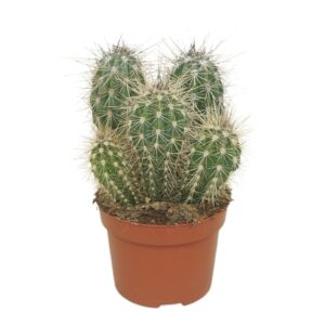 Pachycereus pringlei Group 12 cm
(6 Plants/Order)(12cmP 22cmH)