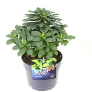 Euphorbia amygdaloides var. robbiae
(6 Plants/Order)(17cmP 45cmH)
