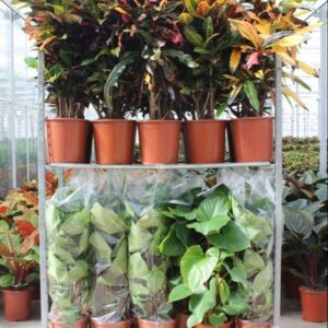 Indoor plants Mixkar Croton Homalomena rubescens Maggy
(25 Plants/Order)(27cmP 110cmH)