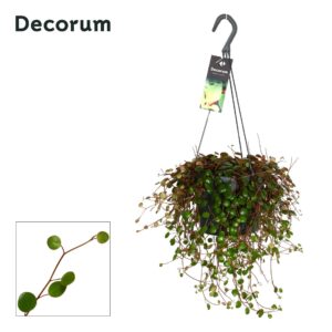 Peperomia Pepperspot Peperomia 'Pepperspot'
(6 Plants/Order)(17cmP 30cmH)
