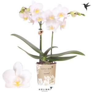 Phalaenopsis Multiflora Norway 2 spike
(12 Plants/Order)(9cmP 40cmH)