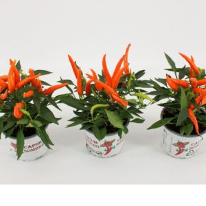 Capsicum Hup Hup Capsicum Sombrero Hup Hup
(12 Plants/Order)(10.5cmP 25cmH)
