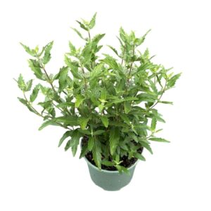 Caryopteris x clandonensis Heavenl First Blue
(1 Plants/Order)(17cmP 40cmH)