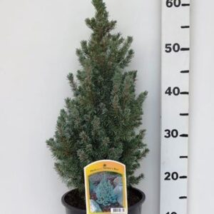 Picea glauca Sanders Blue
(1 Plants/Order)(19cmP 60cmH)