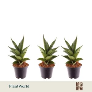 Sansevieria Skyline New
(16 Plants/Order)(7cmP 15cmH)