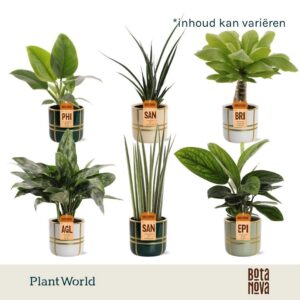 Indoor plants Groenmix Miami (diverse soorten) in Pot Lauri
(6 Plants/Order)(12cmP 40cmH)