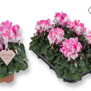Cyclaman persicum midi Cyclamen Exclusive® Fusion Pink
(6 Plants/Order)(10.5cmP 25cmH)