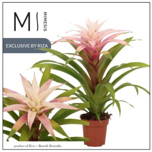 Guzmania Deseo Magical white 12 cm Mimesis
(10 Plants/Order)(12cmP 42cmH)