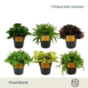 Peperomia mixed 12cm
(4 Plants/Order)(12cmP 20cmH)