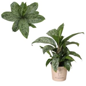Aglaonema other Aglaonema `#8`
(4 Plants/Order)(12cmP 30cmH)