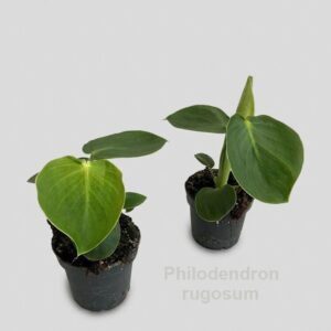 Philodendron rugosum 12cm
(8 Plants/Order)(12cmP 23cmH)