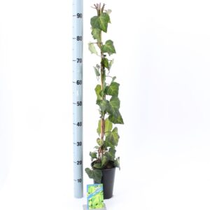 Hedera colchica Sulphur Heart Sulphur Heart' --gestokt 70 cm
(1 Plants/Order)(14cmP 70cmH)