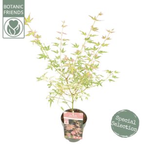 Acer palmatum Taylor
(6 Plants/Order)(15cmP 45cmH)