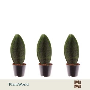 Sansevieria other ‘Masoniana’ Whale Fin
(12 Plants/Order)(8.5cmP 25cmH)