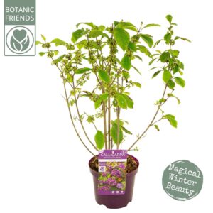 Callicarpa bodinieri Profusion
(1 Plants/Order)(19cmP 70cmH)