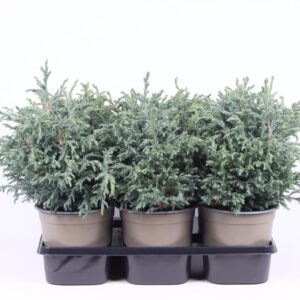 Chamaecyparis Baby Blue pisifera
(6 Plants/Order)(15cmP 30cmH)
