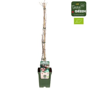 Ribes Easycrisp® 'Madame Sanssouci' Bio P23
(1 Plants/Order)(23cmP 100cmH)
