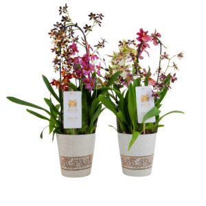 Orchideeen Orchideeën mixed in Potplants Bouquesh Grand
(4 Plants/Order)(17cmP 60cmH)