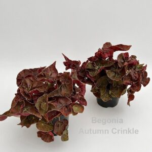 Begonia Autumn Crinkle 14cm
(6 Plants/Order)(14cmP 30cmH)